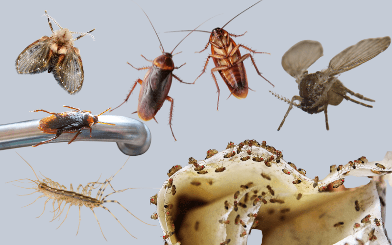 what bugs can live in your drains