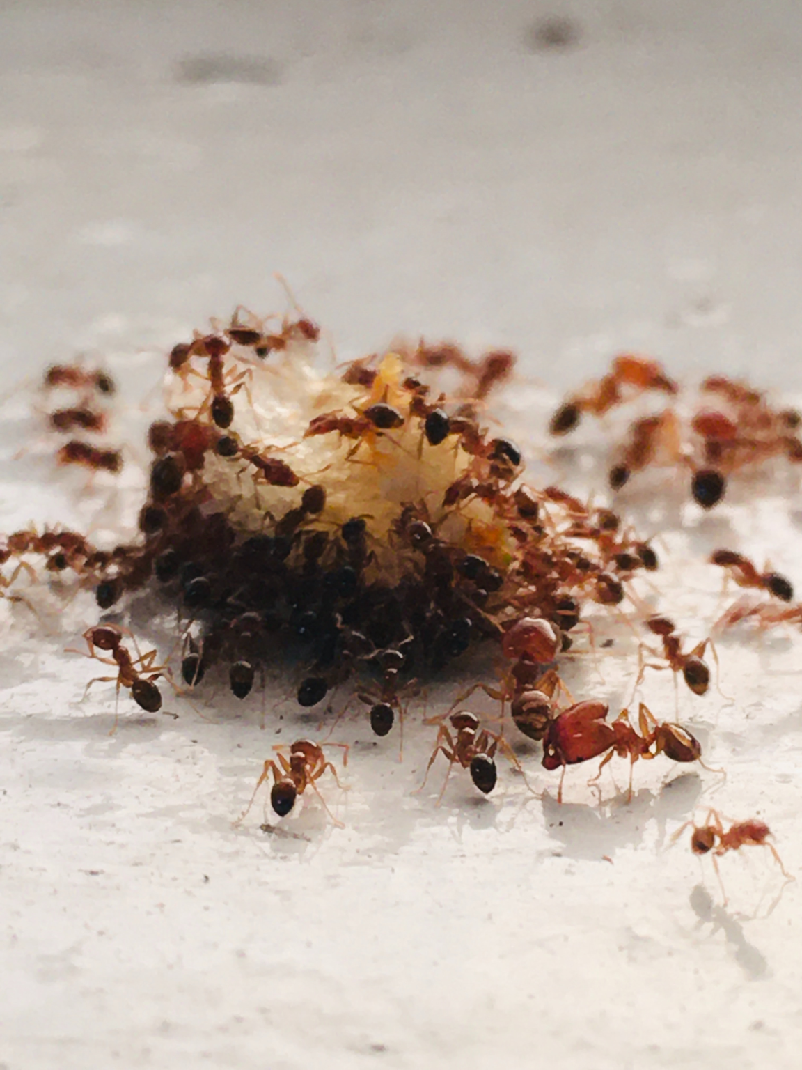 What bugs can live in your drains? London Drains Directs